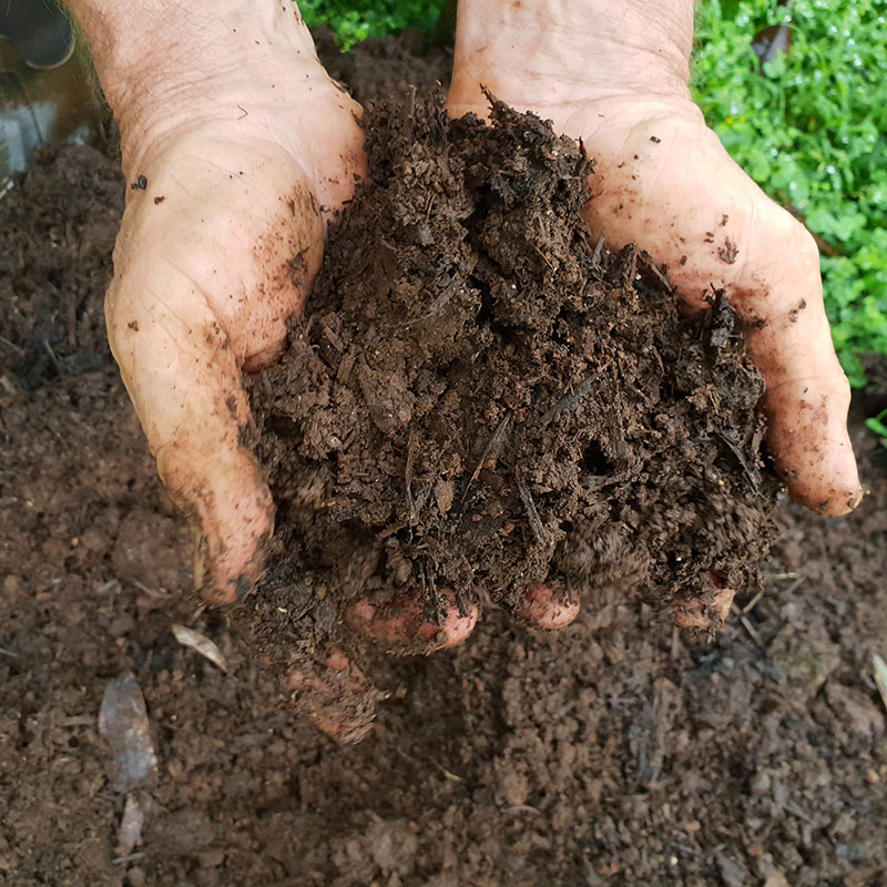 old hands cup healthy soil